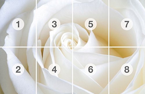 Fototapete Poster WEISSE ROSE Nr.8T-104 Bildtapete Wandbild Riesenbild Poster Wanddekor Tapeten Wandtatoo Dekor Kinder Sticker Bordüre children wallpaper kids wall mural - 3