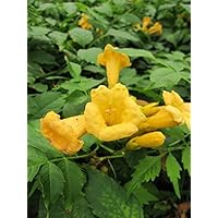 Campsis radicans Yellow Trumpet - Trompetenblume Jasmintrompete Klettertrompete Klettertrompete Trompetenwein…