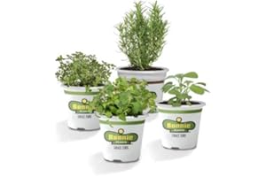 NATURGARDEN Kit Romero + Salvia + Orégano + Tomillo Plantas Aromáticas