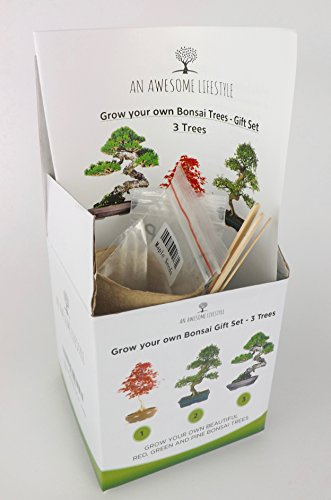 3x BONSAIBAUM SAMEN SET – Züchten Sie ihre eigenen Bonsaibäume – Geschenkset. Bonsaisamen, Pflanztöpfe, Messstäbchen, Anleitung. Japanische Rotkiefer (Pinus Densifora) Amerikanischer Amberbaum (Liquidambar Styraciflua) Rot-Ahorn (Acer Rubrum) - 4