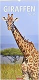 Giraffen - Kalender 2019 by 