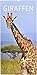 Giraffen - Kalender 2019 by 