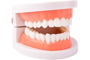 CEONAM Modelo de dientes dentales, modelo de dientes estándar, demostración de modelo de boca de prótesis para niños, suministros de estudio de enseñanza dental