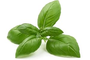 ACQUA TOWER GROWING SYSTEMS Herb Plants - Basil 'Sweet Genovese' - 6 x Plug Plant Pack - Basil Plants - Herb Plug Plants - Garden Ready + Ready to Plant - Indoor or Outdoor - Premium Quality Plants