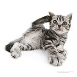 Image de The Cat 2015. Broschürenkalender