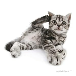The Cat 2015. Broschürenkalender
