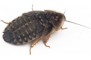 Anthouse - Blaptica Dubia Talla S (5 mm) – Alimento Vivo Nutritivo para Reptiles y Mamíferos Pequeños –Cucarachas vivas para Alimentar Animales de Terrario - Contiene 70% Proteína - 50-60 Unidades