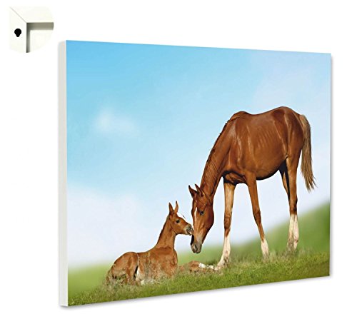 Magnettafel Pinnwand mit Motiv Tiere Pferd & Fohlen Größe 60 x 40 cm