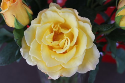 Rose Gelber Duft – Kräftige Pflanze im 6lt Container - 2