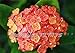 Produktbild Fash Lady Gelb: Freies Verschiffen 240pcs Kalanchoe Blumensamen merkwürdige schöne Blumen Exotische Blumengartendekoration