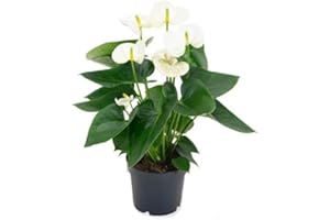 DECOALIVE Planta de Interior Anthurium Blanco Planta Natural Anturio con Flores Blancas
