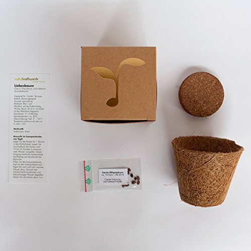 Geschenk-Anzuchtset Liebesbaum - 3