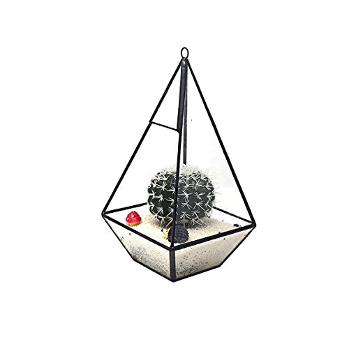 Ultra 12x12x23.7cm Premium Qualität Glas Terrarium Dreieck mit Reifen und Cut-off Rand ideal für Moos und Pflanzen oder Dekorationen (12x12x23.7cm) - 2