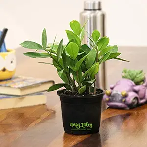 Leafy Tales Plastic Pot With Zamioculcas Zamiifolia Plant, Black, Plant Height 8-10 inches, Pot Specification - 4 inches , 1 Piece