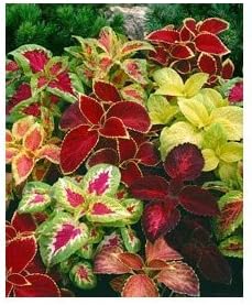 Seeds and Things Coleus Rainbow Mixture (Solenostemon scutellarioides) 200+ Seeds by Seeds and Things
