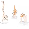 Genex - Shoulder Model, Knee Model, Spine Model, Premium Medical Quality, Life Size