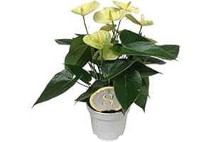 UNSERE-GAERTNEREI-MUELLER Flamingoblume, (Anthurium), pflegeleichte Zimmerpflanze, im 12cm Topf, (Creme, Sorte: Vanilla)