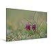 Produktbild Premium Textil-Leinwand 120 cm x 80 cm quer, Schachblume | Wandbild, Bild auf Keilrahmen, Fertigbild auf echter Leinwand, Leinwanddruck: Fritillaria meleagris (CALVENDO Natur)