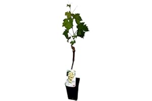 GENÉRICO Planta natural Parra Moscatel, de 40 cm. Vid que produce uva dulce aromática, Vitis Vinifera. Segura Garden.