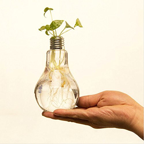 Da.Wa Glasvase in Form einer Glühbirne Blumenvase Pflanzen Micro Landschaft Eco Transparent Bottle,12 x 8 cm - 5