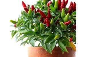ACQUA TOWER GROWING SYSTEMS Chilli Plants, 'Prairie Fire', 3 x Full Plants in 9cm Pots, Peppers, Chillies, Garden Ready - and Ready to Plant, Premium Quality Chillies