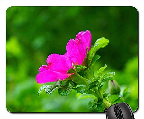 Preisvergleich Produktbild Mauspads - Hund Rose Rose Bloom Blossom Bloom Rosa