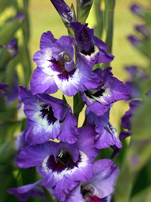 Gladiolus - Gladiole " Vista " (5)