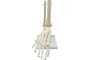 Bruafsir 1:1 Human Skeleton Foot Anatomy Model Foot and Ankle with Anatomical Model Anatomy Teaching Resources