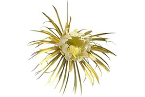 SAMENCHILISHOP (IMMER NUR EINMAL VERSAND) Königin der Nacht 15 Samen -Selenicereus grandiflorus- ***Bis zu 30 cm lange und breite Blüten***