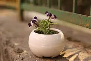 Lyallpur Stores Ceramic Planter Pot Round Shape - Medium (White Color, 7 cm) Plant Not Included