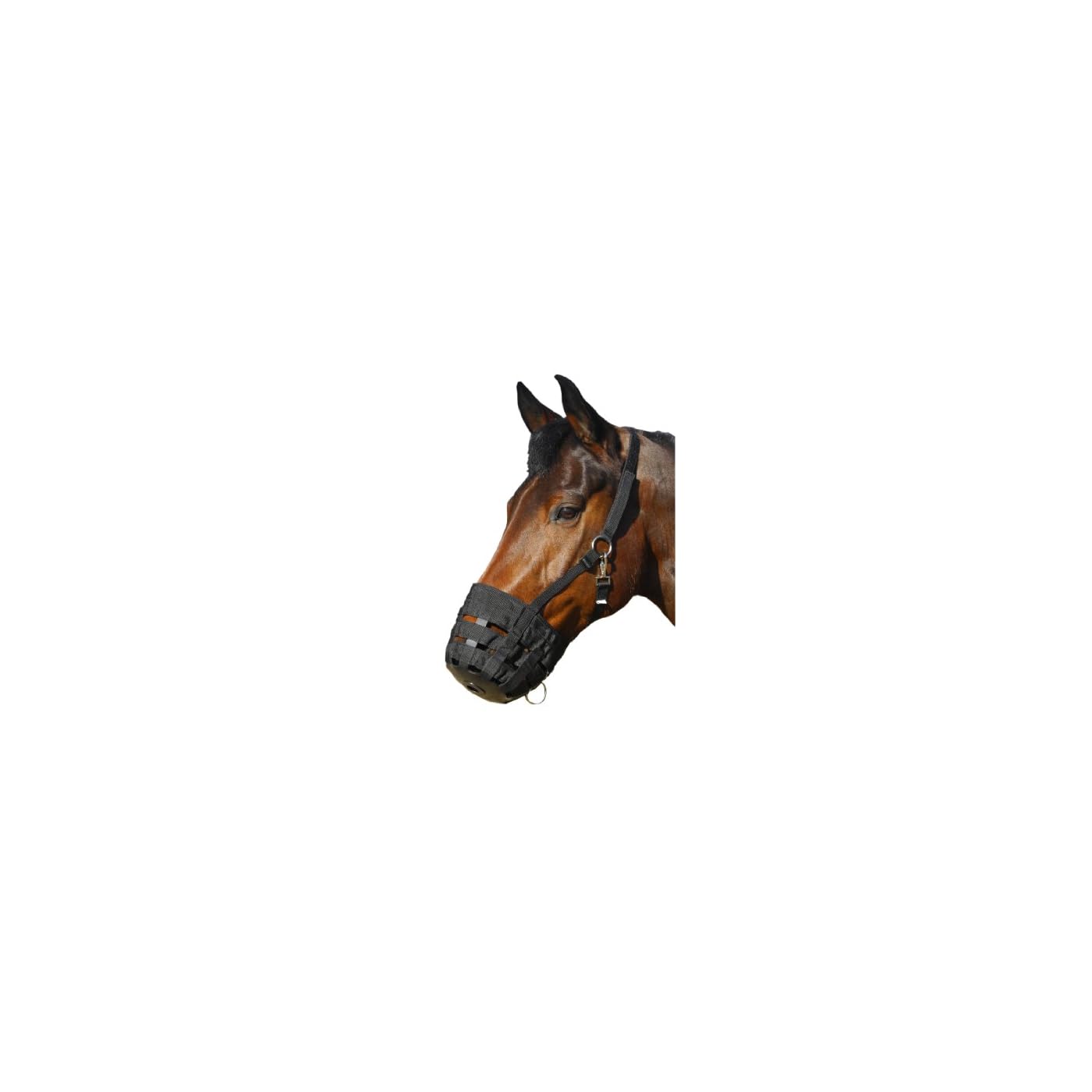 Horse ‘n’ Pony