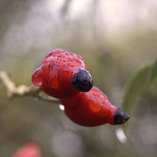 Bio Hagebuttenöl (Rosa canina L.), natürliche Anti-Aging Pflege, repariert die Haut, schonend kaltgepresst (nativ), Bioqualität, 100% Wildsammlung aus naturbelassenem Berggebiet, Feuchtigkeitsbooster für die Haut, beugt Schwangerschaftsstreifen vor, 50ml - 4