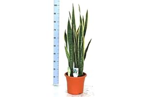 Sansevieria trifasciata Laurentii 100-110 cm Bogenhanf bessere Raumluft Zimmerpflanze