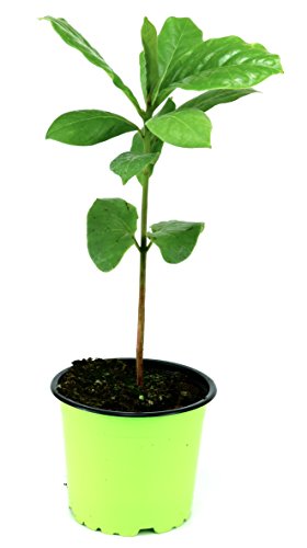 Katappenbaum, Seemandelbaum (Terminalia catappa)