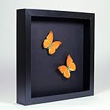 Cute orange butterflies in playful arrangement