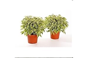 BRYNCIR GARDEN CENTRE Ficus Benjamina Variegated Kinky Weeping Fig