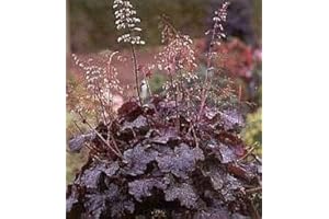 SOUTH EASTERN HORTICULTURAL Pack X6 Heuchera 'Palace Purple' Perennial Garden Plug Plants