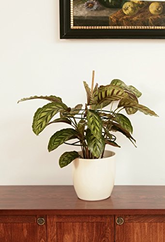 Windhager Pflanzenring, 40 cm, 3 Stück - 2