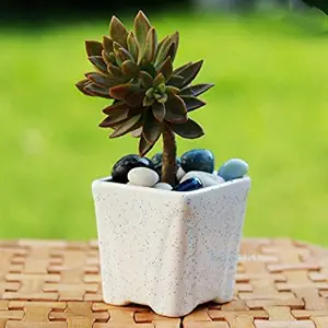 Lasaki Square Mini Pot Ceramic Pots for Indoor Plants Planters Flower pots Outdoor Succulent Pot(White)