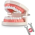 1 Pack Standard Teeth Model Adult Standard Typodont Demonstration Denture Model for Kids Dental Teaching, Clean Display, Education, Study (No Wisdom Teeth)(with 2 Fixed Wrench)