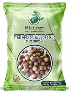 SRI SAI FORESTRY - White Sandalwood Tree Seeds (100 gram), White Sandal Wood Seed, Safed Chandan Plant Seed (For Plant Nursery)