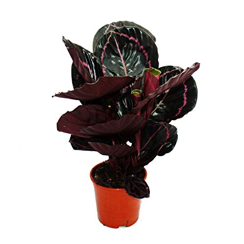 Schattenpflanze mit ausgefallenem Blattmuster – Calathea Dottie – 14cm Topf – ca. 50cm hoch - 2