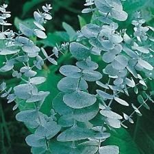Blaugummibaum Eukalyptus 10 Samen Eucalyptus gunnii - 2