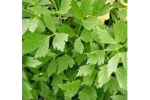 Potseed Herb livèche - 300 graines