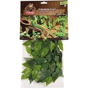 TERRARIUM PFLANZE FICUS 50CM