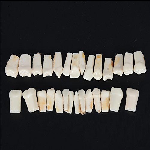 Etelux A11 Dental Teach Studie Erwachsene Standard 28 pcs Demonstration Zähne Modell Flesh Pulver - 5
