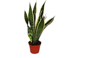 NATURGARDEN Sansevieria Trifasciata Altura 35cm Planta de Interior Natural Lengua de Suegra, Lengua de Tigre, Espada de San Jorge o Planta Serpiente