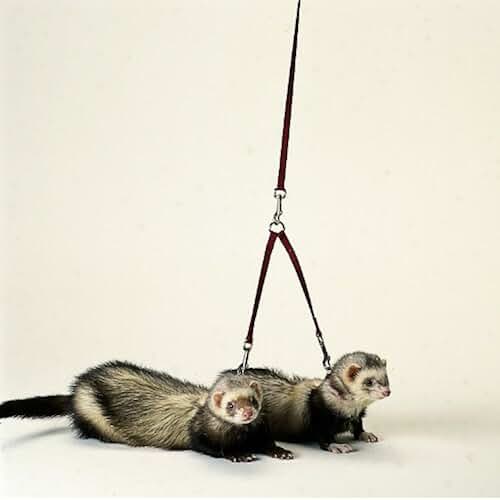 Amazon.co.uk ferret collar