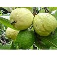 M-Technologies Rare Red Psidium Guajava, Guava Fruit Live Plants 3 Bare-Root Plant