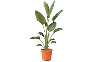 Strelitzia Augusta Planta Natural de Hoja Perenne y Procedencia Africana